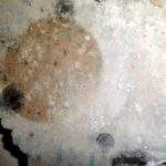 Skimmelsvamp på væg (2)